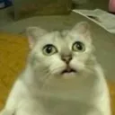 nekokaitai_inukaitai