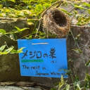 maikurar1006851's Avatar