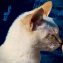 beethoven7