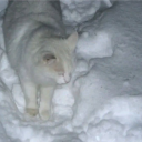 avatar BoaNoiteBruno