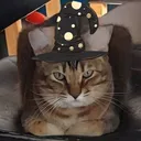 patubeer