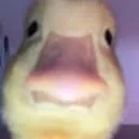 kaczencja