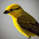 yellow_birb avatar
