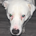 avatar Harry Thindleberry