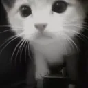 wh1te7_