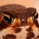 Image for jperguss111