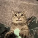 Image for jperguss111