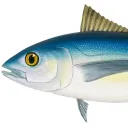 fishman6.