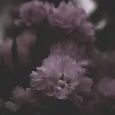 raibies6