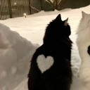 avatar Music_Lover96