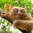 Аватар pon77701