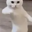 bloxydaniel