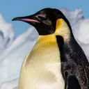 penguinman_is_cool