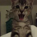 ovjs
