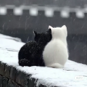 avatar Osama (◍•ᴗ•◍)