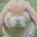 itmerobunny