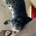 sirkingbinx