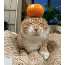 sirkingbinx