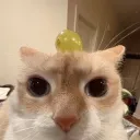 vrtxk