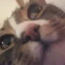 devjules_