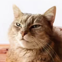 avatar Аххах (боб супного дня)