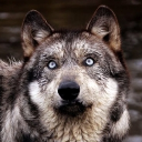 avatar ليثاليتي