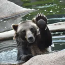 wavingbear