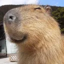 capybara_0104