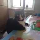 syrupai