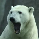 72632226266