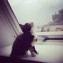 frosslarms