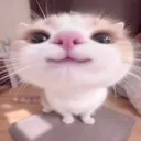 frosslarms