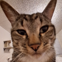 avatar Joey the _____