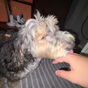kermitjoe