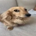 kentvcky