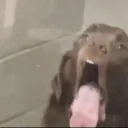 iambuquirrel18