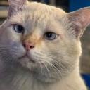 avatar จะแบ้