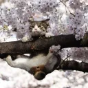 Аватар flopa5685