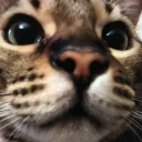 cattaccat294
