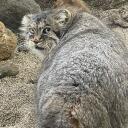 catshark_taro