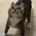 Аватар chozapipew