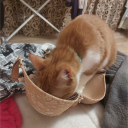 avatar GolyboRozovыi