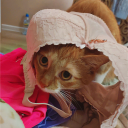 avatar GolyboRozovыi