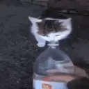 sexkatze