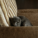 avatar в моем кэсыче гибрид