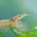 shrimp3385