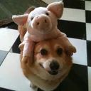 dezzowner