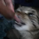 cheetowarior