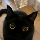 estudamel