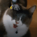 fshnchpz